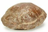 Adorable, Inflated Fossil Tortoise (Stylemys) - South Dakota #373011-3